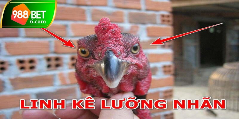 Chiến kê có khả năng ra đòn cực chuẩn xác