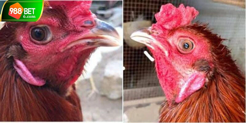 Lưu ý khi chọn gà