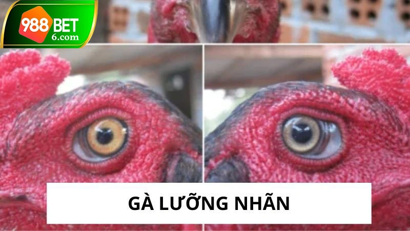 ga luong nhan thumb