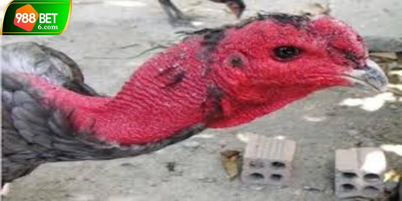 Nhận biết gà mắt hạt cau cực đơn giản