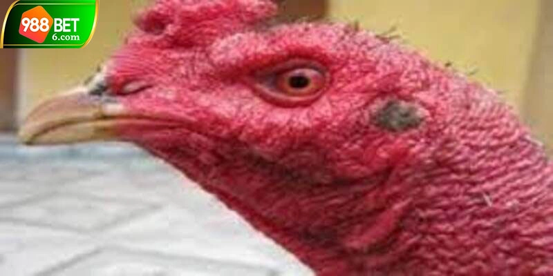 Chiến kê có khả năng chiến đấu cực linh hoạt