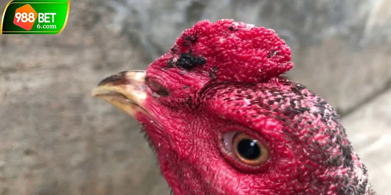 Nhận biết gà mắt lửa cực dễ dàng