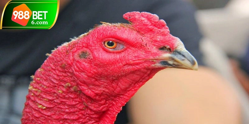 Cách chăm sóc gà khỏe mạnh