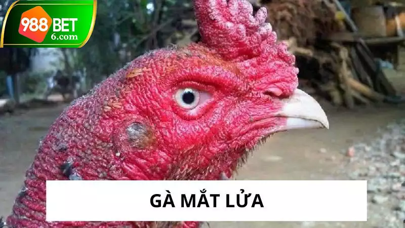 ga mat lua thumb