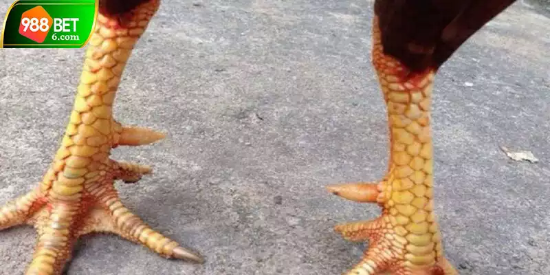 Hướng dẫn chăm sóc đúng cách