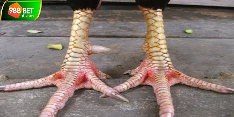 Cách nhận dạng đặc điểm vảy độc ém quý của gà chọi